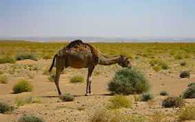 Learn vocabulary, terms and more with flashcards, games and other study tools. The Camel Dromedary One Hump And Bactrian Two Humps Desertusa