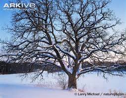 Swamp White Oak Tree In The Winter White Oak Tree Tree Oak Tree