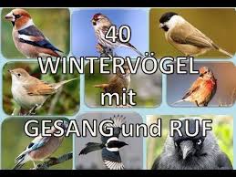 40 Wintervogel Mit Gesang Und Ruf Youtube Vogel Erkennen Vogel Im Garten Heimische Vogelarten