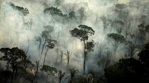 Forest area is land under natural or planted stands of trees of at least 5 meters in situ, whether productive or not, and excludes tree stands in agricultural production systems (for example, in fruit. Brazil Invites Private Sector To Adopt The Amazon Financial Times