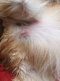 There are 3 different types of sunburns that dogs can get. Mast Cell Tumor In Dogs Mastocytoma Signs Treatment