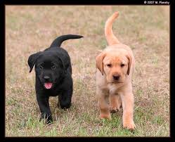 Brick dog houses and secure fencing. 25 Cute Labrador Retriever Puppies Pictures And Images