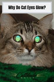Why Do Cat Eyes Glow Cats Cat Facts Cat Behavior Pngkit selects 94 hd glowing eyes png images for free download. pinterest