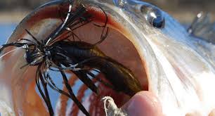 Weedless rigs are simple to set up for fishing all manner of baits, including large live minnows, shiners, crawfish, and frogs. 5 Bass Fishing Rigs You Can Always Count On