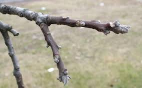 In fall expect to see the leaves transition to a beautiful hue. Black Walnut Tree