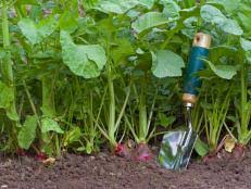 Small garden radishes, such as cherry belle, take about 21 days from planting to harvest, under ideal circumstances (with the right soil, lighting, and water). Growing Radishes Indoors Diy