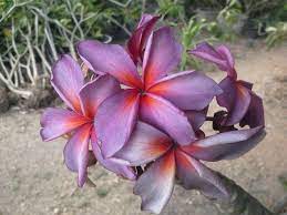 Violet Red Plumeria Seeds For Spring 2017 Planting Season Plumeria Flowers Plumeria Tropical Flowers