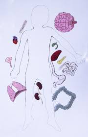 Comparative anatomy appealed to his instinct for finding patterns across different subjects. Free Printable Life Size Organs For Studying Human Body Anatomy With Children Adventure In A Box