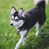 Personal blog kennel© alaskan klee kai we have several akk litters growing up we have been breeding the alaskan klee kai's since 2011 ✆+79261649404 www.artsimpatiya.ru. 3