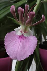 Image result for Eulophia caricifolia