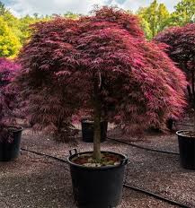 Acer Palmatum Inaba Shidare Japanese Maples Palmatum Maplestone Ornamentals Japanese Maple Tree Landscape Maple Tree Landscape Japanese Maple Tree