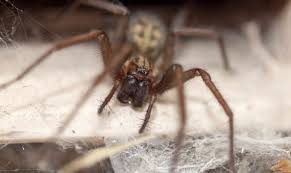 That's why they have such strange. 8 Facts About The Misunderstood House Spider