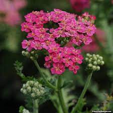 Pin On Perennials That Attract Butterflies