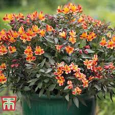 All.biz india products agricultural seeds and planting material seedling, planting stock perennial plants. Alstroemeria Indian Summer Plug Plants Thompson Morgan