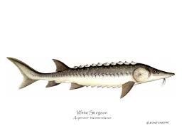 White sturgeon (acipenser transmontanus) largemouth bass (micropterus salmoides) chinook salmon (oncorhynchus tshawytscha) yellow perch (perca flavescens) brown trout (salmo trutta) cutthroat trout (oncorhynchus clarkii) mountain whitefish (prosopium williamsoni) smallmouth bass (micropterus dolomieu) catfish (ictalurus furcatus) Fish Print Wihte Sturgeon Acipenser Transmontanus Charting Nature