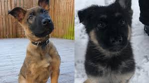 While the german shepherd is highly intelligent and trains fairly easily, they are no picnic for novice owners. Paw Patrol Two New Pups Join Police Scotland S Dog Unit Stv News