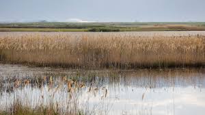 Image result for Phragmites australis