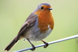 British Birds With Yellow Feathers British Birds The Robin Robin Bird Robin Bird Tattoos Red Robin Bird