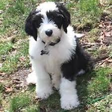 Black And White Sheepadoodle For Sale Sheepadoodle Puppy Cooper Angel Breeze Puppies In Ohio Sheepadoodle Sheepadoodle Puppy Puppies