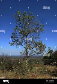 Image result for Steganotaenia