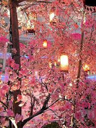 Cherry Blossom Lanterns Malaysia Blossom Trees Cherry Blossom Festival Cherry Blossom