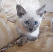 A siamese cat breed standard point (colors) are seal point, chocolate point, blue point and lilac point. Meet Molly The Lilac Point Siamese Siamesecats