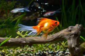 It's normal to worry about your fish going hungry, but you can cause more harm by avoid scrubbing ornaments, stirring or vacuuming the gravel or cleaning the filter when it doesn't. How To Make Aquarium Decorations Safe Fish Tank Master