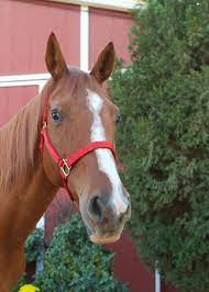 Every horse deserves, at least once in its life, to be loved by a little girl. through our equestrian program, we equip girls riding gives girls an opportunity to overcome their fears, test their boundaries, and develop their voice. Ready For Adoption Red Bucket Equine Rescue