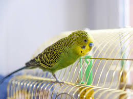 Wann sind katzen ausgewachsen, das bewegt nun viele. Lebenserwartung Wie Alt Werden Wellensittiche