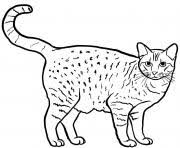Including simple cat outlines for preschool kids to color in, adorably cute cartoon style cats with personality. Cat Coloring Pages To Print Cat Printable