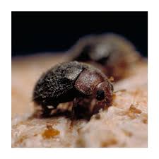 Image result for Linderniella gracilis