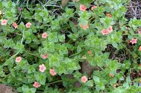Image result for Lysimachia arvensis