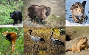 Gdp of the state is very poor and sikkim comes on second last position by gdp rank of all indian states. A Look At The Exotic Animals Of The Himalayas