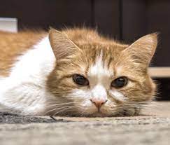 Cat Can T Use Its Back Legs It S A Medical Emergency
