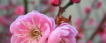 Japanese apricot, japanese flowering, apricot. Prunus Japanese Flowering Apricot Prunus Mume Peggy Clarke