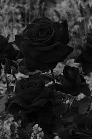 Black rose ultra hd wallpaper free download. Black Rose Aesthetic Wallpaper