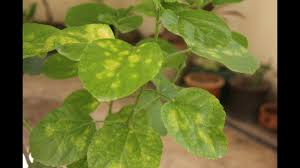 Hibiscus yellow leaves are telltale signs of a sick plant that can be brought back to health with simple measures mentioned above. Hibiscus Leaves Turning Yellow And Buds Falling Off The Plant Find Out Reasons Urdu Hindi Youtube