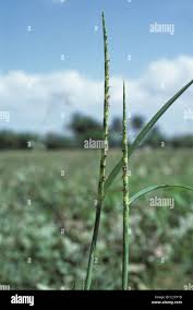 Image result for Rottboellia