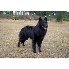 Akc purebreed puppies available for sale now , puppies for rehome. Belgian Sheepdog Dog Breeds Dog Com