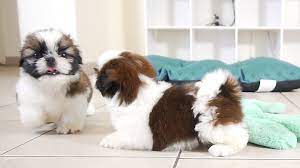 They weigh somewhere between 6 and 12 pounds (3 and 5 kg), and a height that's usually around 10 inches (25 cm). Shih Tzus Are The Best 2 Adorable Shih Tzu Puppies So Playful Facebook