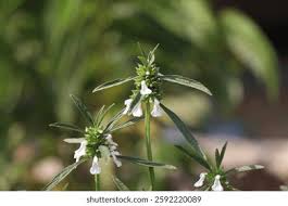 Image result for Leucas