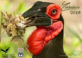 Image result for Bersama swynnertonii