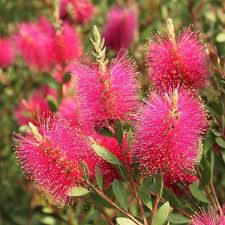 Image result for Callistemon