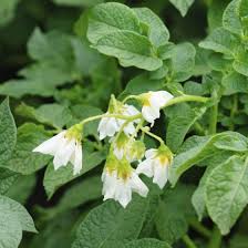 Image result for Solanum sp.no.2