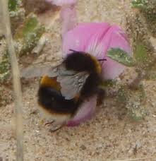 A bumble bee's stinger is different than a honey bee's stinger; Bee Sting Facts 10 Facts About Bee Stings Some May Surprise You