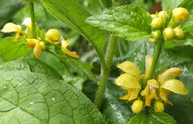 Image result for Lamium galeobdolon