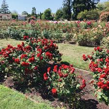 Summer Picnic At The Rose Garden In San Jose Modern Mollie Garden Picnic Garden Features San Jose California