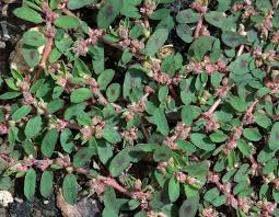 Check spelling or type a new query. Common Weeds Virginia Green