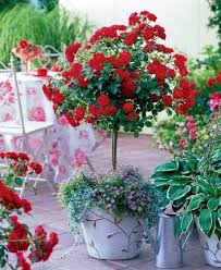 How To Grow Roses On Balcony Patio And Terrace Creating A Small Rose Garden Growing Roses Roses Garden Care Container Roses