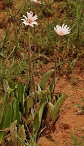 Image result for Gerbera viridifolia